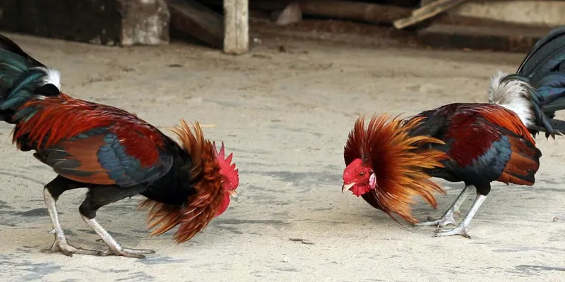 Bí quyết đá gà thắng
