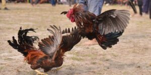 đá gà cựa sắt Fun88