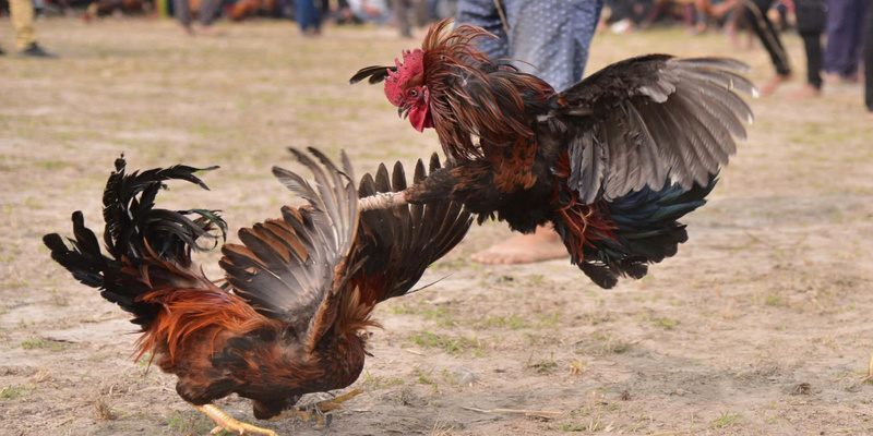 đá gà cựa sắt Fun88