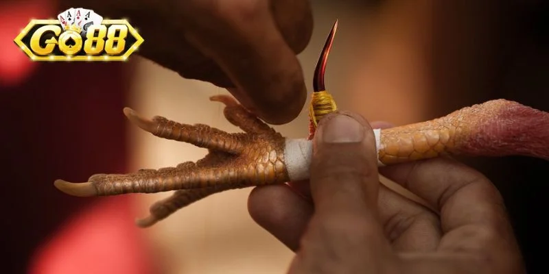Đá gà cựa sắt