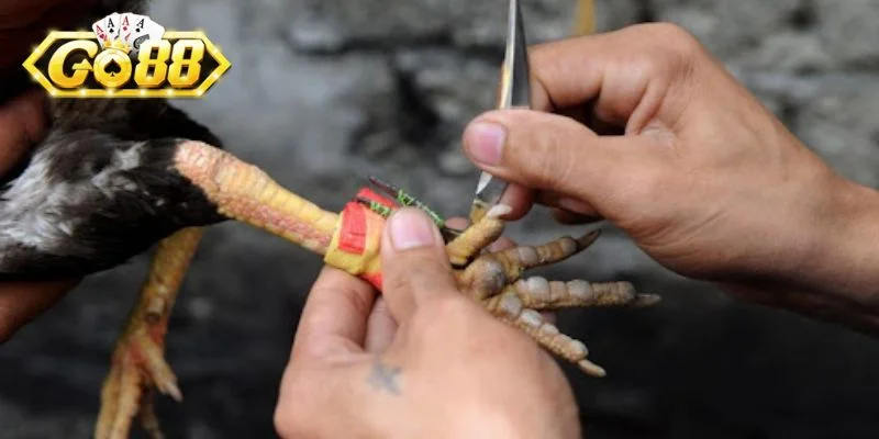 Độ thêm cựa sắt chuẩn cho gà giúp tăng cơ hội thắng