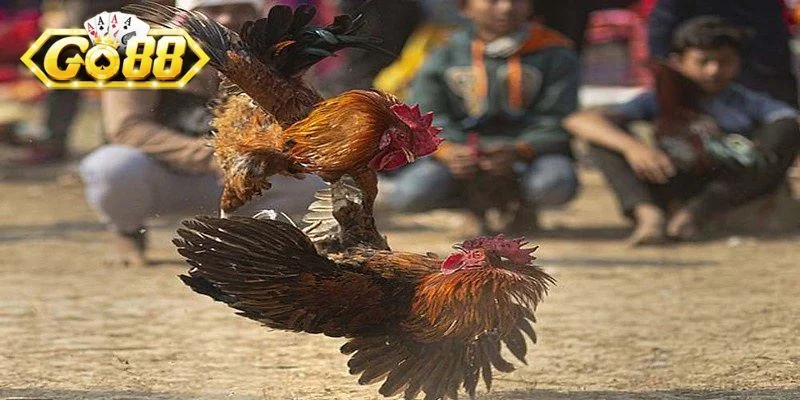 Màu mạng gà