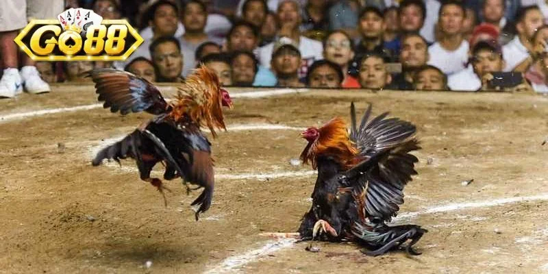 Mỗi giai đoạn khác nhau sẽ có những màu của mạng gà khác nhau