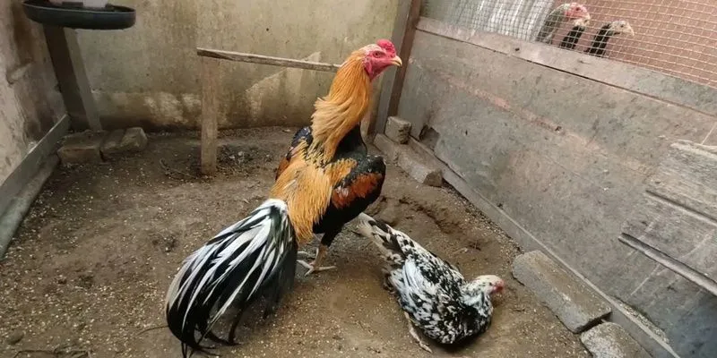 Sự cố nên liên hệ