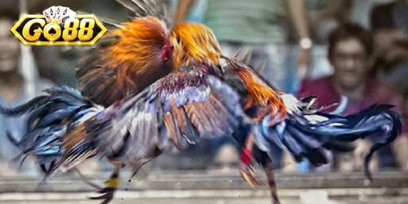 Vô vàn tính năng cá cược trong đá gà Go88 cho bạn chọn