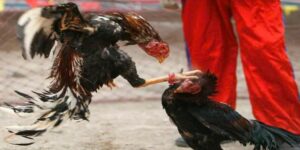 đá gà cựa dao 69vn