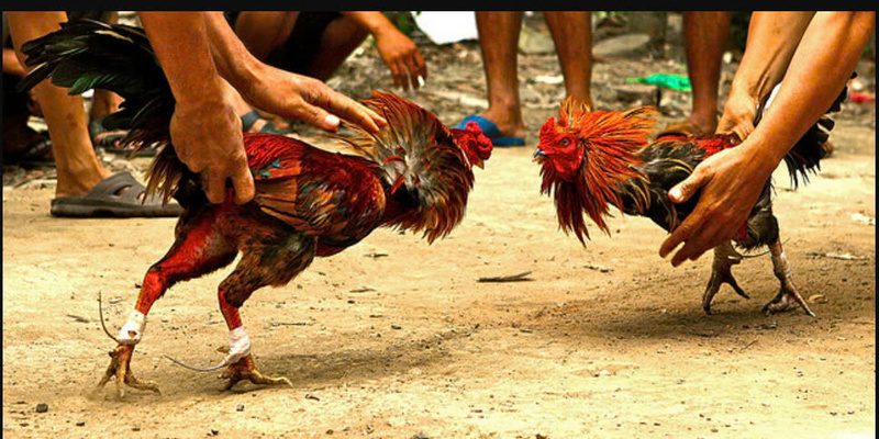 Đá gà cựa dao 69vn đang rất mê mệt