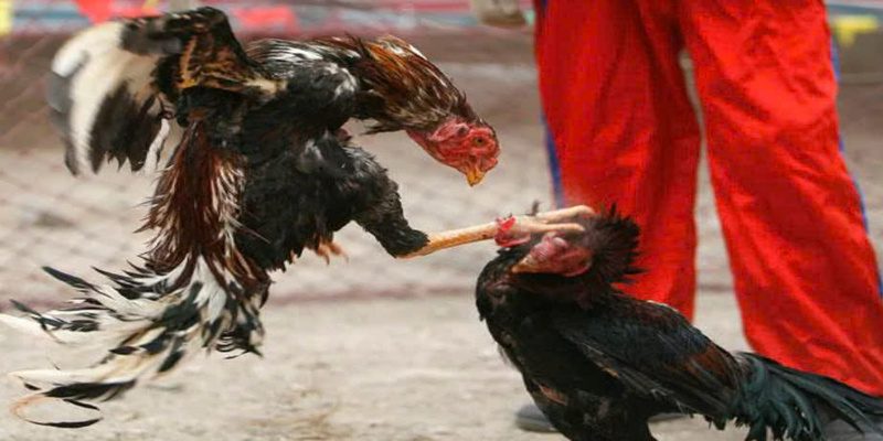 đá gà cựa dao 69vn
