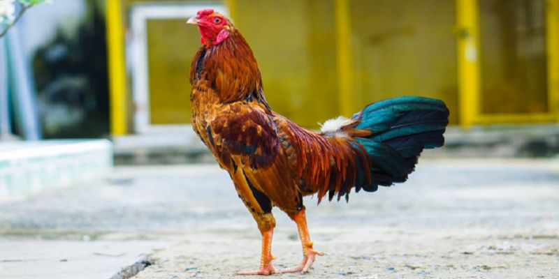 Giới thiệu về cược đá gà FB88