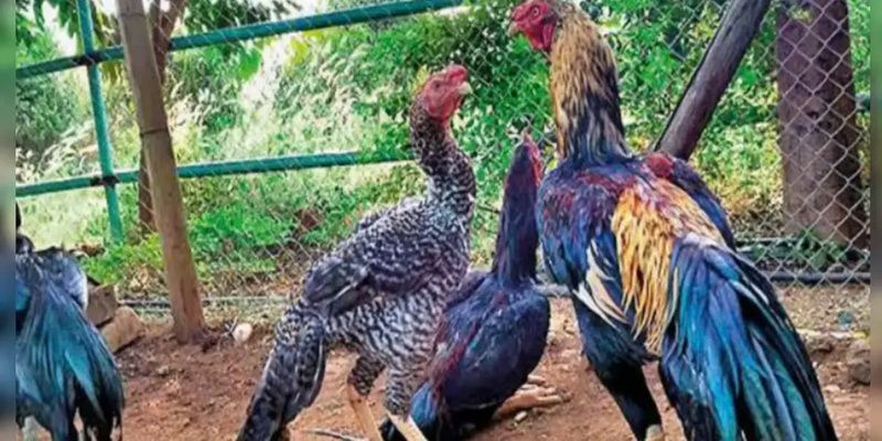 Thông tin đá gà UK88 không hề khó khăn nhất