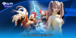 Đá gà tốc độ chiến đấu