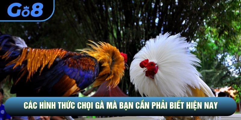 Các hình thức chọi gà mà bạn cần phải biết hiện nay