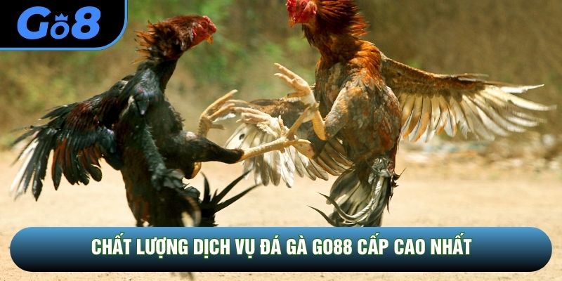 Chất lượng dịch vụ đá gà GO88 cấp cao nhất