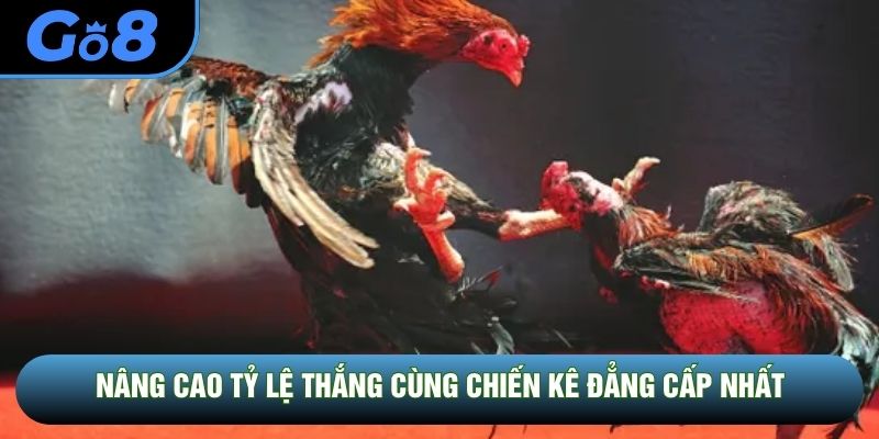 Nâng cao tỷ lệ thắng cùng chiến kê đẳng cấp nhất